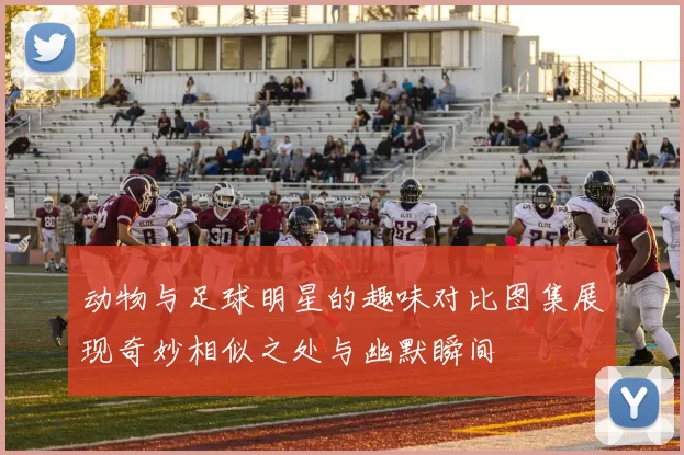 动物与足球明星的趣味对比图集展现奇妙相似之处与幽默瞬间